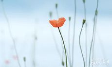 捡到红绳子预示什么?如果不小心丢失了红绳子,是否会遭遇灾难?这些问题的答案探究了一种古老的迷信文化