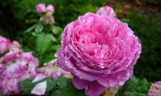 哪些星座最懂得如何取悦年迈的老人们?