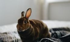 的影响对75年属兔人的命运如何?