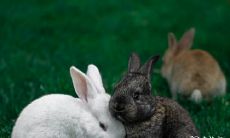 探讨75年属兔人适宜住几楼的吉祥属性：从星座和风水角度看不同的属兔人适合住在哪个楼层