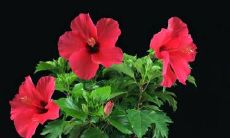 如何处理子孙桶结婚后的遗产以避免争端?是否可以将其作为礼物送出?