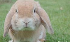 购房禁忌:75年属兔的人为何应该避免在二楼购买房产?探析属兔买房必须注意的事项