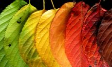 女人的命运是否会因11月出生而大为不同?她们是否更容易得到幸福的婚姻?