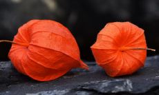 预测未来的财富命运：探究特别富有的出生时辰八字