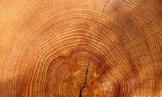 有哪些人群应避免佩戴雷击木？如何判断是否适合使用雷击木？