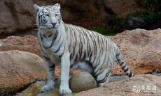 74年属虎人的楼层住所与运势关联:哪种家庭更适合高楼居住?