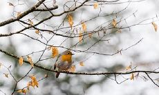 小鸟的面相图:哪种嘴型能决定它们的命运?