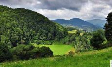 一楼窗外是否存在一棵桃树？如果有，它如何在风水学中具有象征意义？