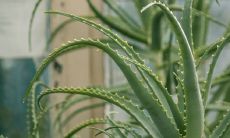 在办公室中摆放芦荟会影响风水吗?为您揭秘办公室中植物摆放的禁忌与风水学