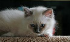 在居室中挂猫画的讲究与福祸之神:揭开最吉利招财的画作之谜