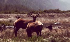 住宅内挂鹿画是否会影响风水?详解麋鹿作为风水符号的意义与讲究!