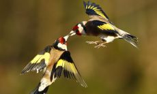 燕子窝寓意发财，不建燕巢必陷无福之地