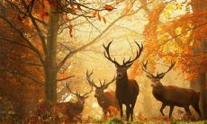 在风水学中,鹿画对着大门,开门见鹿,是否有助于提高运势和吉祥之气?