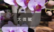 重新设计一个标题，更具描述性：对微小事物的赞美与赋予意义