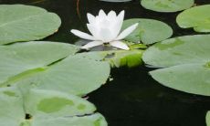 十二种鲜花,让你的住宅更加吉祥、繁荣、招财!