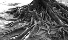 为什么说院子里不能留树根？砍掉院子里的树会遇到哪些忌讳？