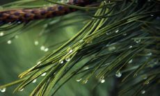 应该在家门口种植的最佳挡煞植物有哪些的细节和建议?