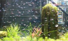 放置在家中的空鱼缸如何处理以达到最佳效果？