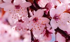 详解地支戌相刑的优缺点及其特点