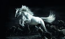 家庭风水之学:探究居室中马头朝向如何影响运势