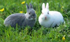 适做夫妻?星座学视角下,探究属鸡和属兔与缘分是否旺盛、人生观是否相似、性格特点是否互补的问题