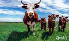 73年属牛的最佳居住楼层是多少层?