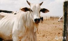 在东户选购楼层时需要考虑什么?-针对属牛人士的综合指南达73年之久!