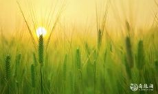 如何判定出生于几月的人拥有好命?探析癸未日柱一生的吉凶运势