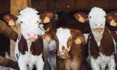 如何化解73年属牛住在3楼或4楼的不利因素,让生肖牛在不同楼层获得更好的运势?