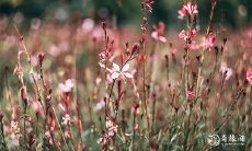 探究罕见的五大贵人命格,深入挖掘上等命格所包含的特征和优势