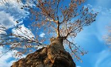 如何应对命盘中出现八字带有空亡星，有效化解命运困境？