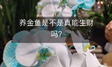 金鱼养殖是否真能成为一项盈利丰厚的事业?