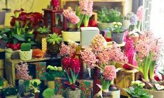 探究2023年属兔正月降生的男婴命运,预测其一生将幸福美满,并探讨导致此种幸运的原因和途径