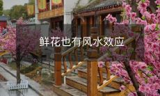 鲜花在风水文化中也扮演重要角色：探讨鲜花“生气”、“旺财”、“恋爱桃花”的风水功效