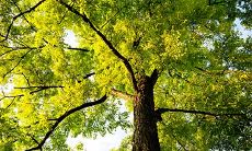 经典风水论述:排名第一的招财树,是最理想的镇宅之树!