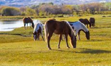 属马生肖的人在五楼的房屋带来财运亨通?-探究属马人的生活习惯和五楼的神秘能量