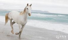 属马人士在六十六年选住四楼应考虑哪些风水禁忌？！——详解生肖马的风水须知