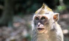 探索东户与西户中哪楼最为吉利:属猴人在68年住哪户?