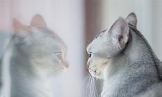 探讨风水对猫咪走向和养育的影响-风水对养猫者的潜在价值探究