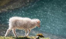 属羊人士应该住在几楼比较适宜?羊年风水禁忌与注意事项全解析