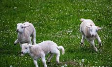 如何选择属羊最佳住房风水方位？比较东户和西户，看看是否67年出生的属羊住几楼更好？