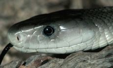 通过命运牵引——揭秘蛇头指命相的历史渊源与来龙去脉