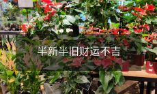 缘于混搭风的不祥财运:既兼半新半旧,不惟持续疲软还因命格不妙招灾祸