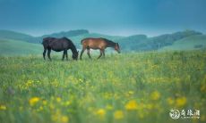 如何选择住所提升属马人的运势?从六十六年属马的角度,探讨住在东户与西户的影响。同时解析生肖马住在几楼可以带来的好运