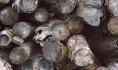 为什么五行缺木时不应使用森字？寻找最具有寓意的补木命名字词有哪些？