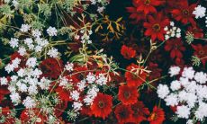 五行中缺少木元素,养花是个好主意。哪些种类的花能够提高木元素?