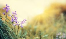 如何看待带有华盖太极的八字,了解华盖太极及其意义