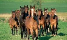 属马人购房指南:考虑岁数、住宅楼层等因素,选取适宜气场的住宅单位!