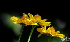 同一柱出现华盖国印空亡,揭示八字中华盖人的特质与命运走向