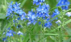 77年来,沙中土遵循命运的忌讳规则,严格避免某些颜色的使用